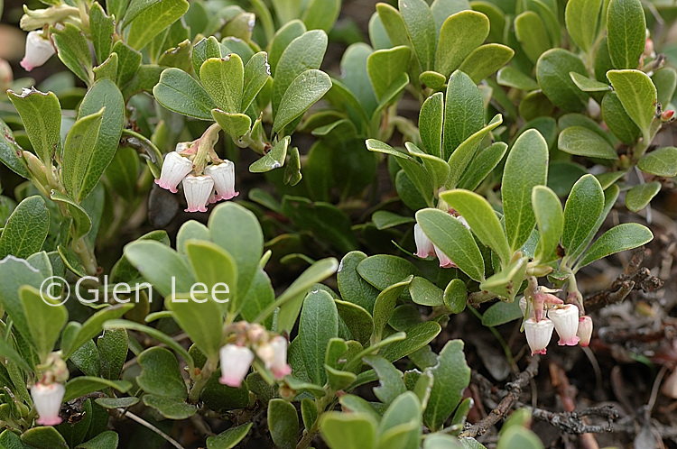 articleimages/طاق انگور/713.jpg